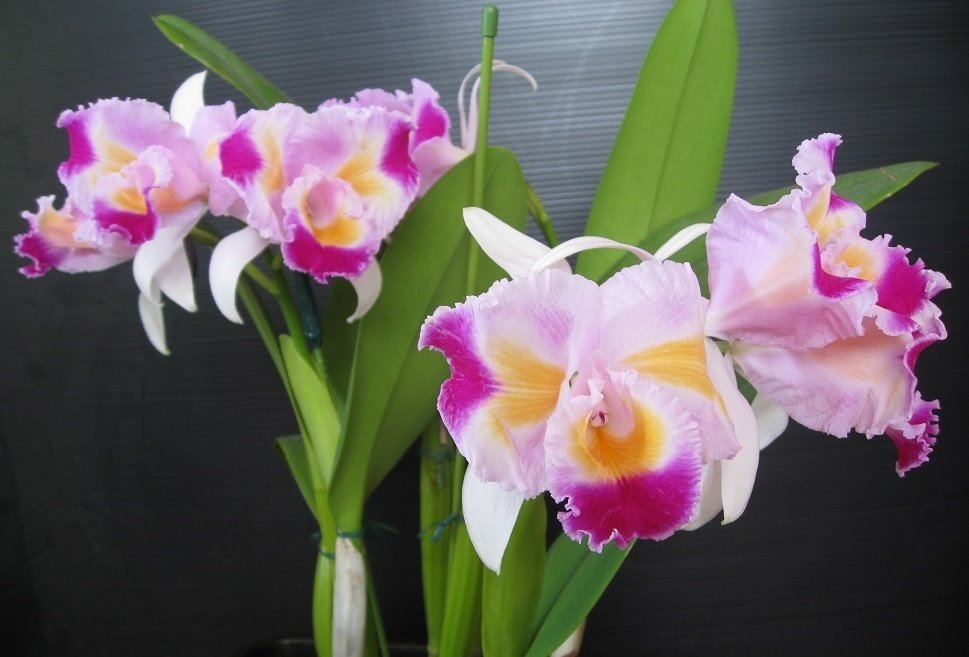 Cattleya trianaei fma. trilabelo 'Lia'