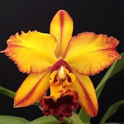 Blc. Catarina Hong Red Flare