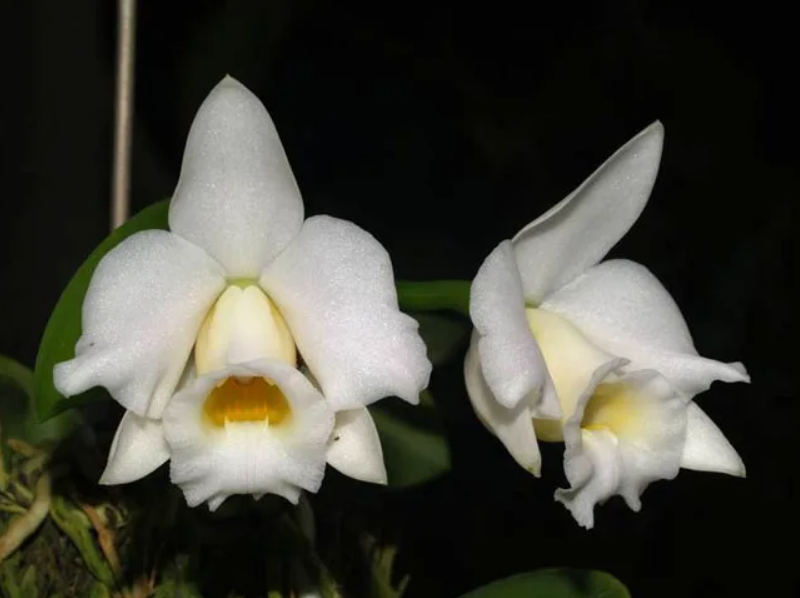 Laelia alaori var. Alba