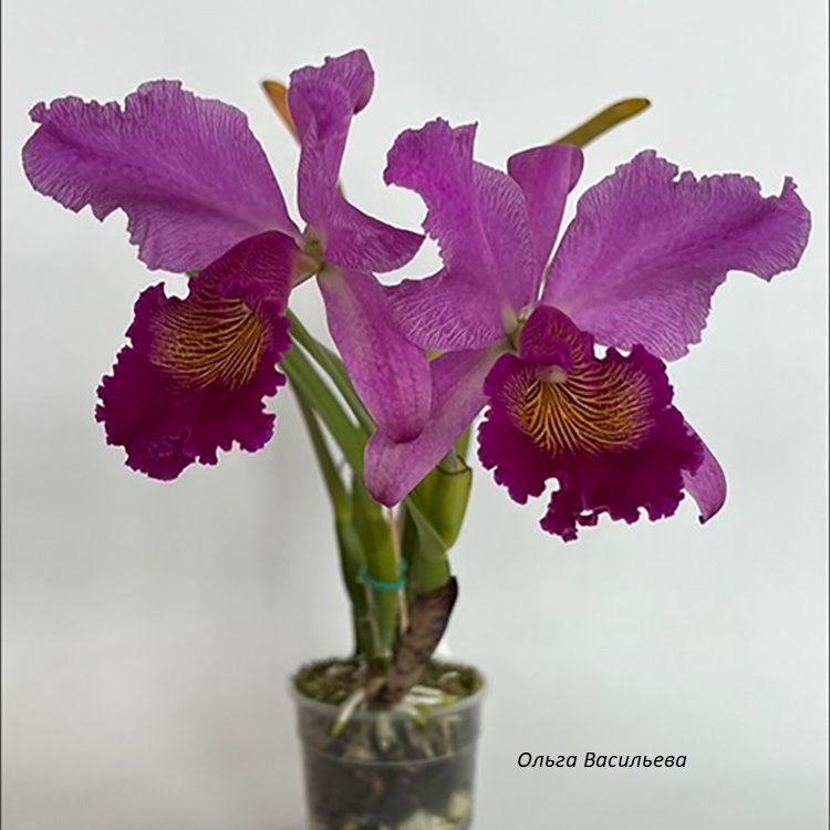 Cattleya Maggie Raphael (C trianae Pimienta x C dowiana)