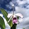 Cattleya maxima var. Suave