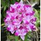 Cattleya Monte Elegante 新埔嘉德麗雅蘭