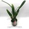 Cattleya Medelissima (luedemanniana tipo  x mendelii splash) long lasting and fragrant