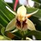 Целогина (Coelogyne lindleyana) (А-58)