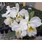 Cattleya  mossiae fma. alba