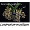 Дендробиум (Dendrobium munificum)(1236)