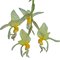 Stanhopea embreei (1044)