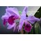 Каттлея (Cattleya Eva´s Fabula sin Letras  (purpurata Werkhauserii x jenmanii coerulea)) (1265)