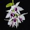 Дендробиум (Dendrobium anosmum var. semi alba)(865)