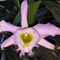 Каттлея (laelia praestans X Rl. digbyana) (А-233)