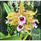 Laelia tenebrosa ( selecta x dark color )(S7019)