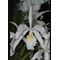 Cattleya maxima albescens
