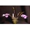 Дендробиум (Dendrobium maccarthiae) (1338)