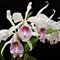 Каттлея (Cattleya Maxima semi alba x Maxima semi alba venosa) (894)