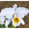 Cattleya  percevaliana Alba Desejo self