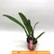 Cattleya mossiae