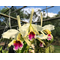 Cattleya rex