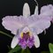 Cattleya lueddemanniana coerulea caracas x coerulea venosa n