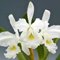 Cattleya warscewiczii alba x sib