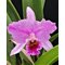 Cattleya percivaliana fma marmolada x sib