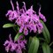 Каттлея (cattleya maxima)(1009)