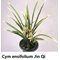Цимбидиум (Cymbidium ensifolium Jin Qi 錦旗)(1127)