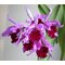 - Cattleya dominiana (Laelia purpurata x C. dowiana )