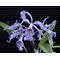 Каттлея (Cattleya Maxima caerulea x Cattleya Warnerii caerulea) (895)