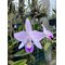 Каттлея (Cattleya maxima coerulea x Laelia anceps coerulea) (1268)