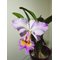 Cattleya Maggie Raphael (trianae concolor x dowiana )
