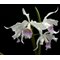 Laelia purpurata var. Canhanduba