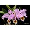 Cattleya mossiae