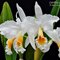 Каттлея (Cattleya percivaliana alba)(439)