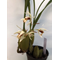 Целогина (Coelogyne trinervis)(А-67)