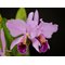Cattleya percivaliana karen graff x summit