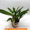 Каттлея (laelia praestans X Rl. digbyana) (А-233)