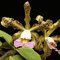 Каттлея (Cattleya schileriana caerulea x Cattleya Maxima caerulea) (913)