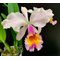 Cattleya Zephyr (C. schroederae x dowiana)