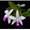 Cattleya  violacea var. semi-alba