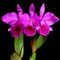 Каттлея (Cattleya labiata tipo "Nakashima" x Cattleya labiata rubra " Caliman")(887-1)