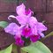 Каттлея (Cattleya  Fallieri (trianae   tipo x rex)) (1269)