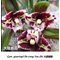 Cymbidium goeringii Da Long Yan Zhi 大龍胭脂 (1134)