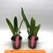 Cattleya x hardyana