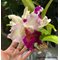 - Cattleya dominiana (Laelia purpurata x C. dowiana )