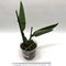 Каттлея (Cattleya warscewiczii (gigas) coerulea)(1159)