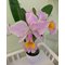 Cattleya Zephyr (C. schroederae x dowiana)