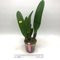 Cattleya Vestalis (Cattleya dowiana x Cattleya maxima)