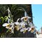 Дендробиум (Dendrobium bensoniae) (1337)