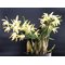 Дендробиум (Dendrobium speciosum)(1331)