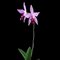 Лаелия (Laelia anсeps)(516-а)